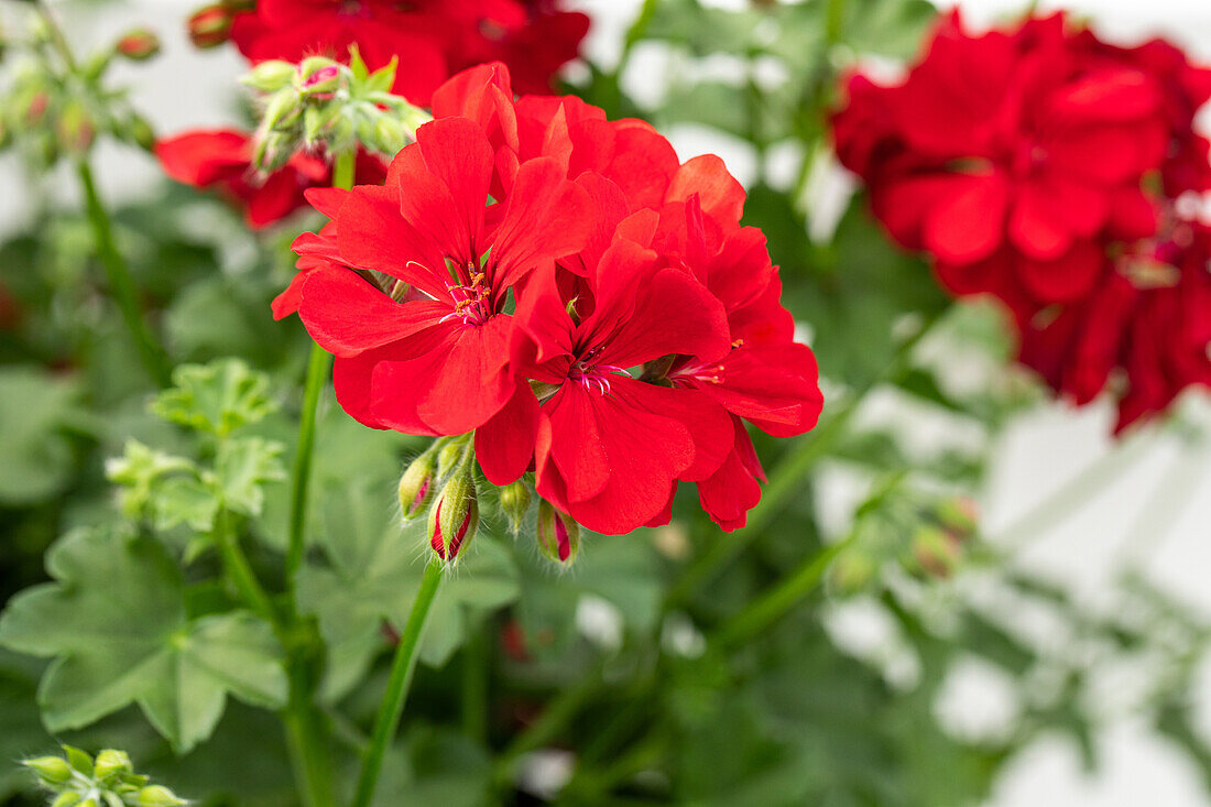 Pelargonium peltatum, red