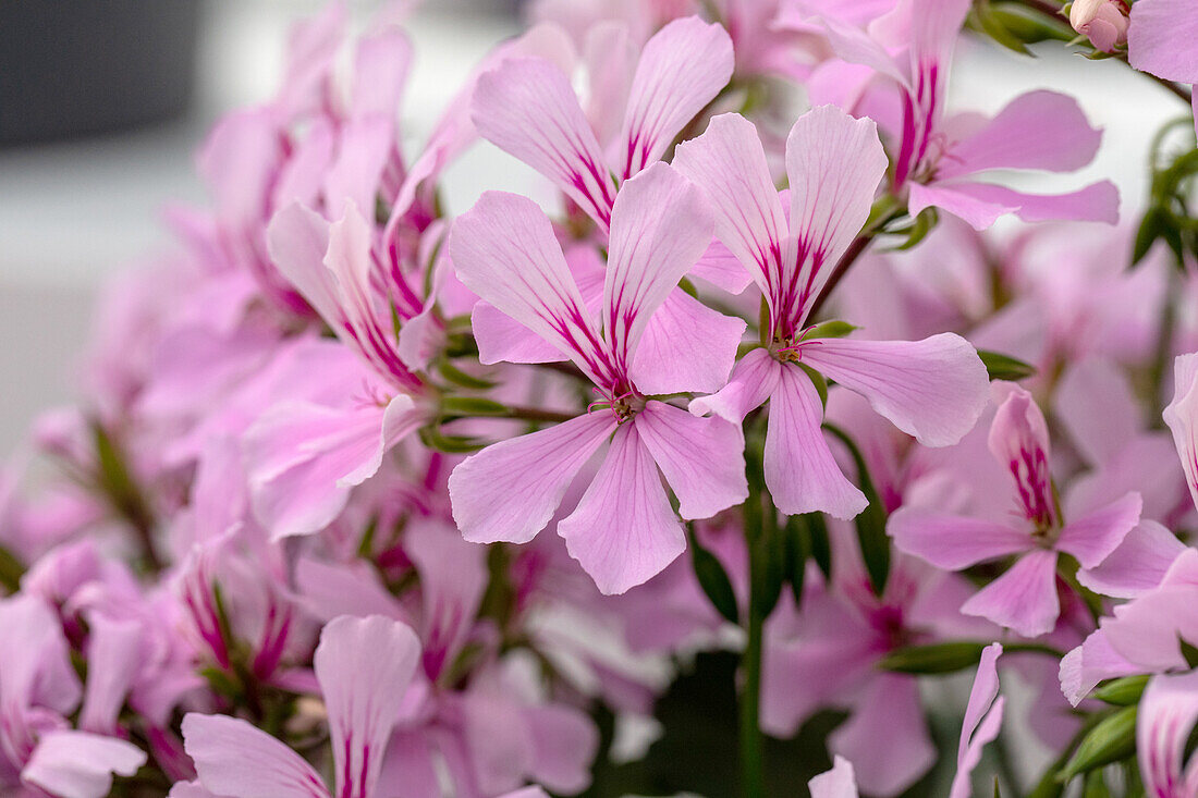 Pelargonium peltatum, pink