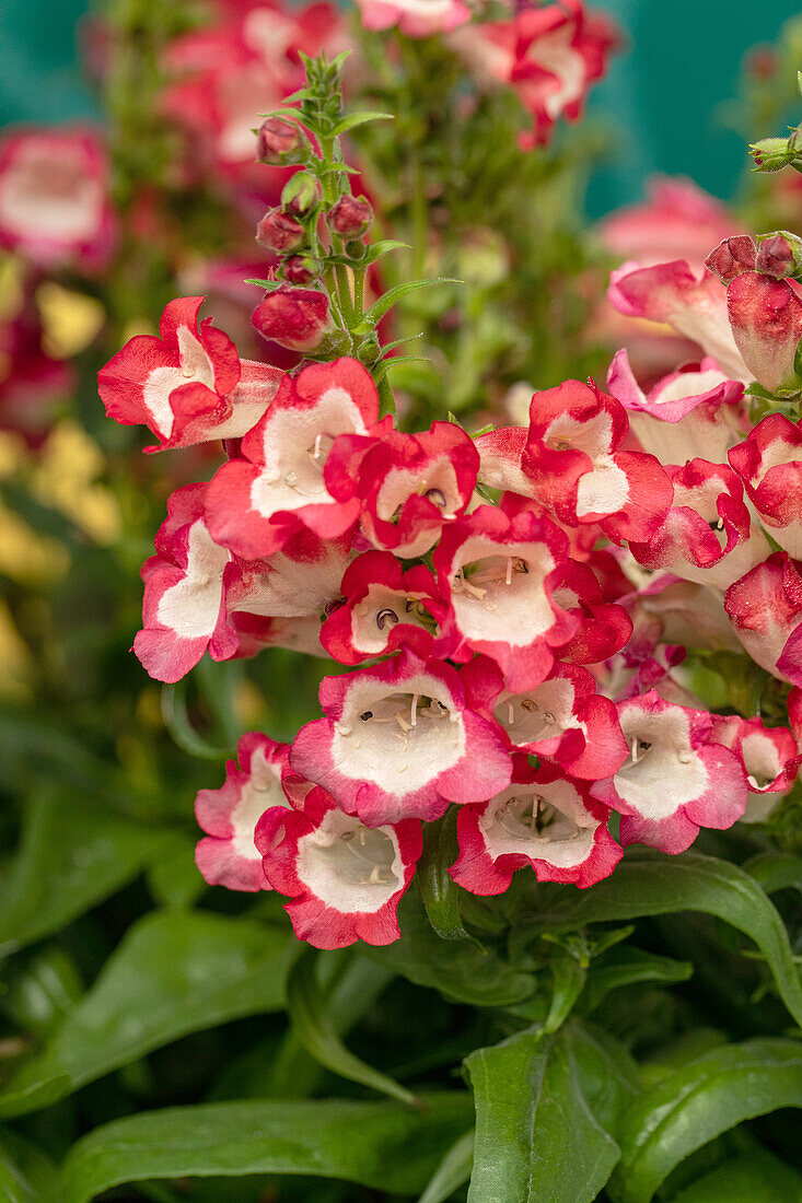 Penstemon hartwegii, white-red