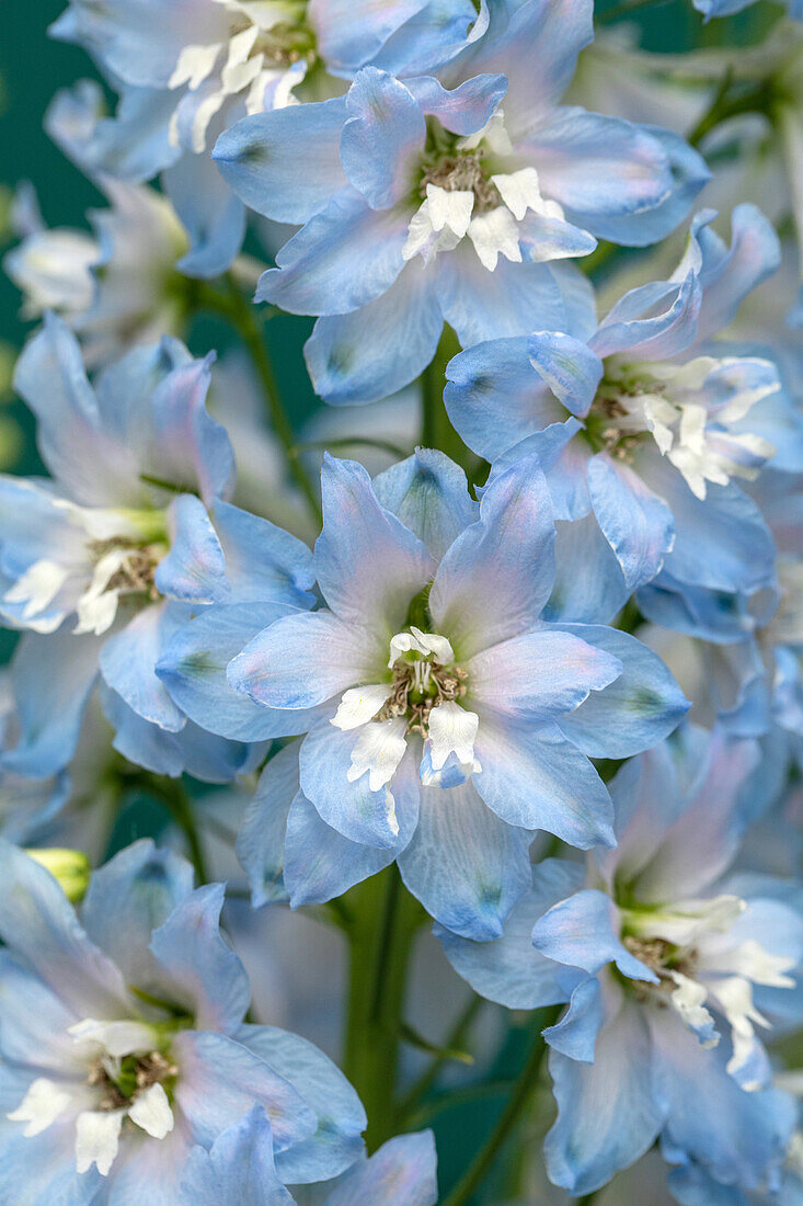 Delphinium x elatum, blau-weiß