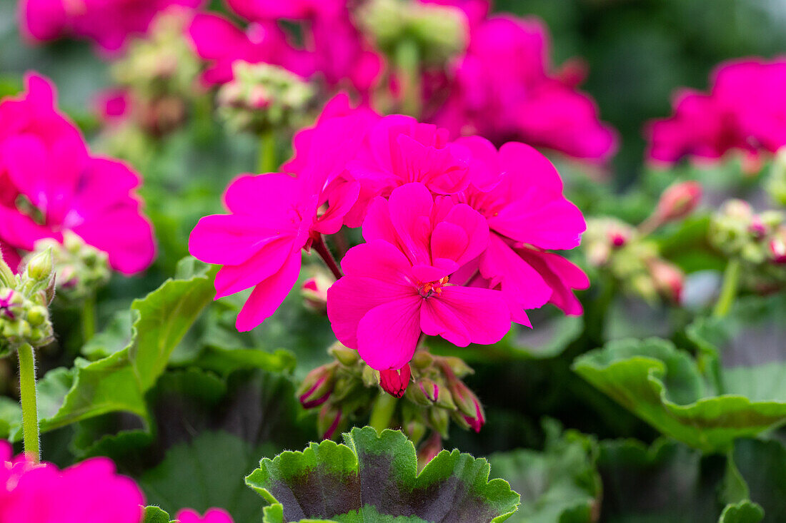 Pelargonium interspecific, pink