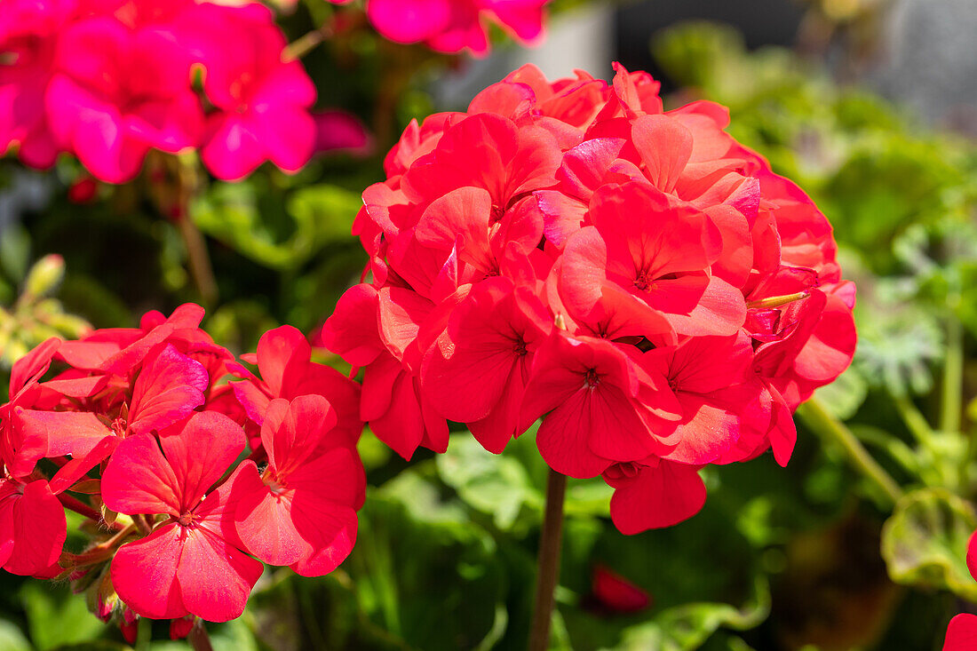 Pelargonium zonale, red