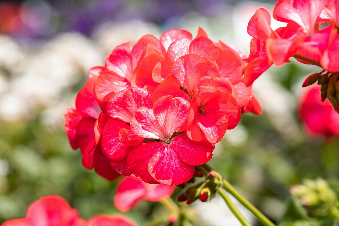 Pelargonium zonale, red