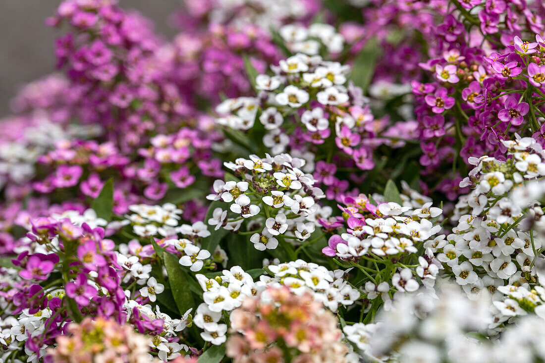 Lobularia maritima