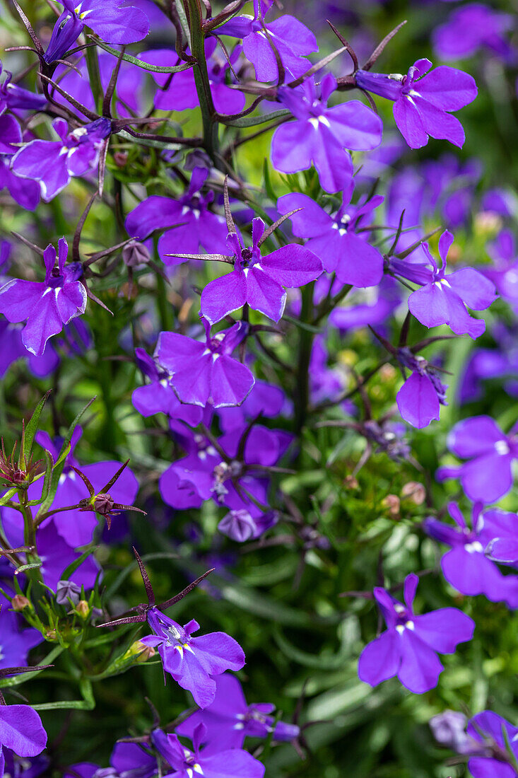 Lobelia erinus, violet