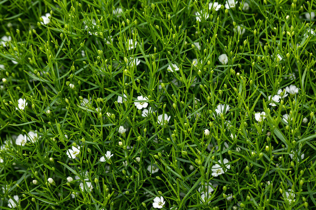 Gypsophila muralis