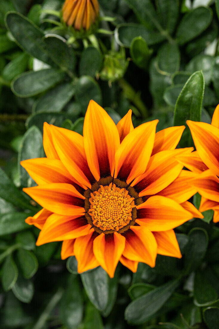 Gazania rigens, orange yellow