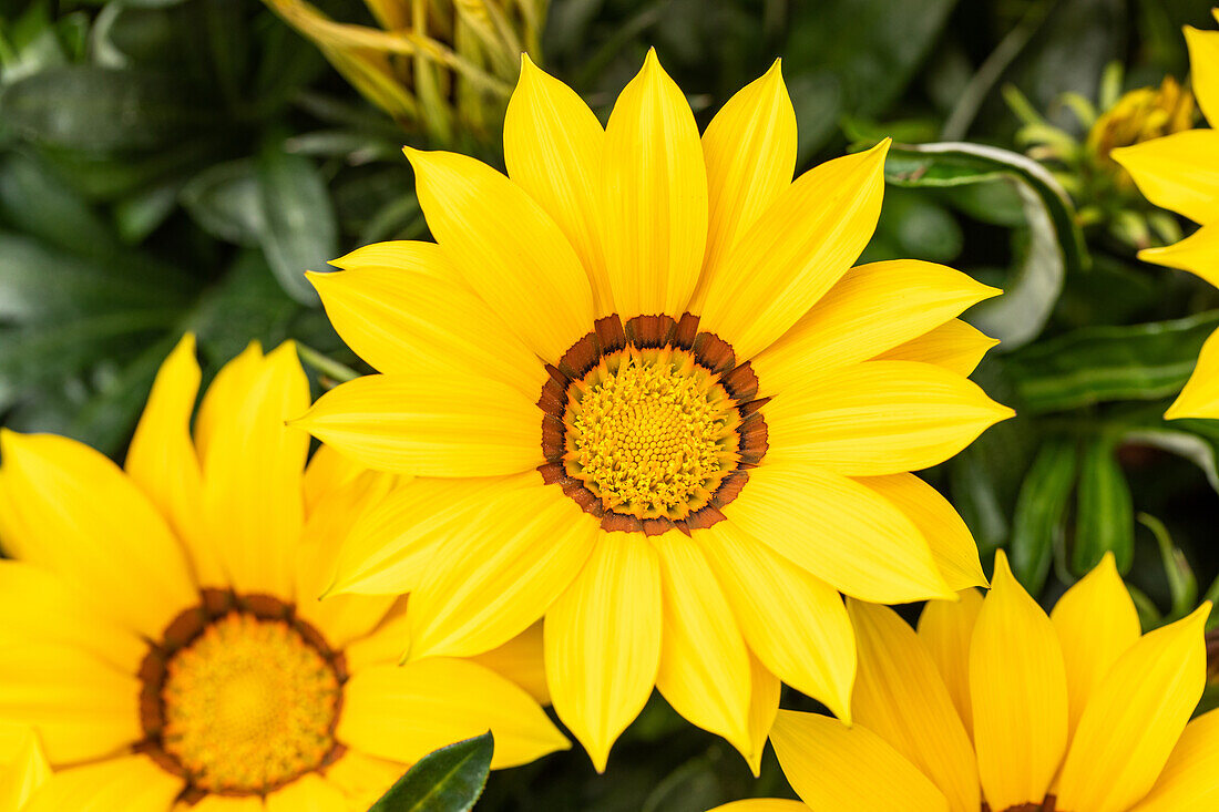 Gazania rigens, gelb