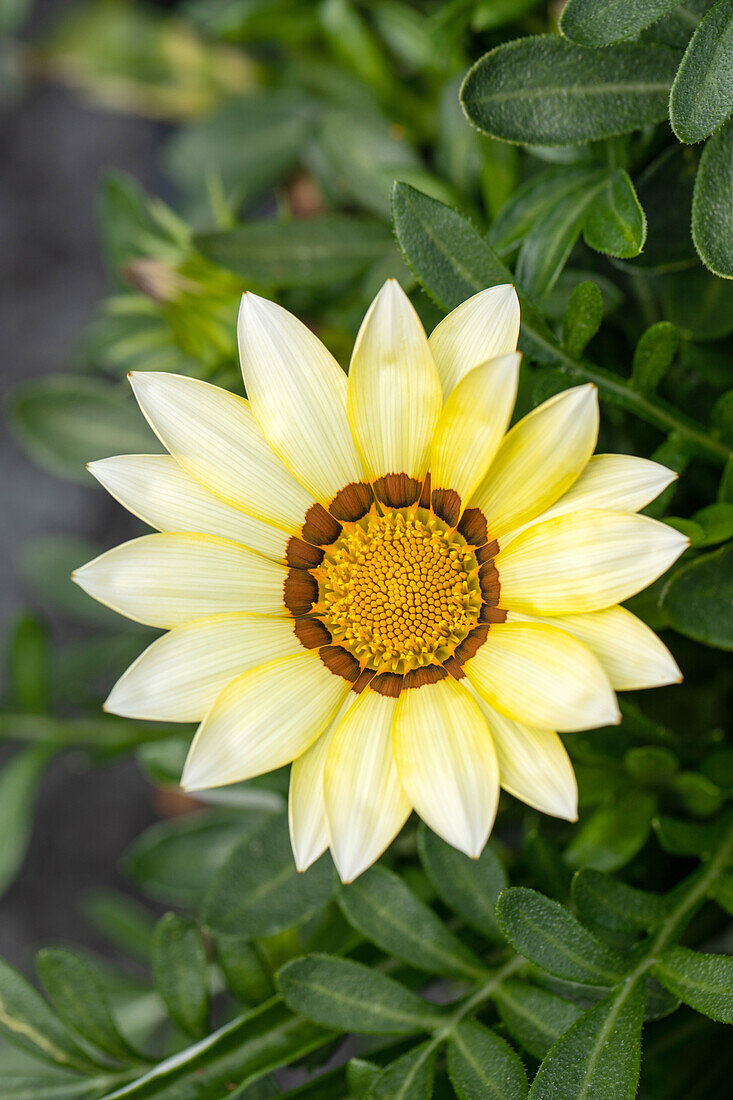 Gazania rigens, hellgelb