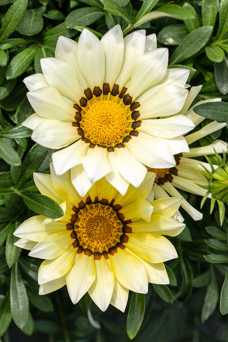 Gazania rigens, light yellow