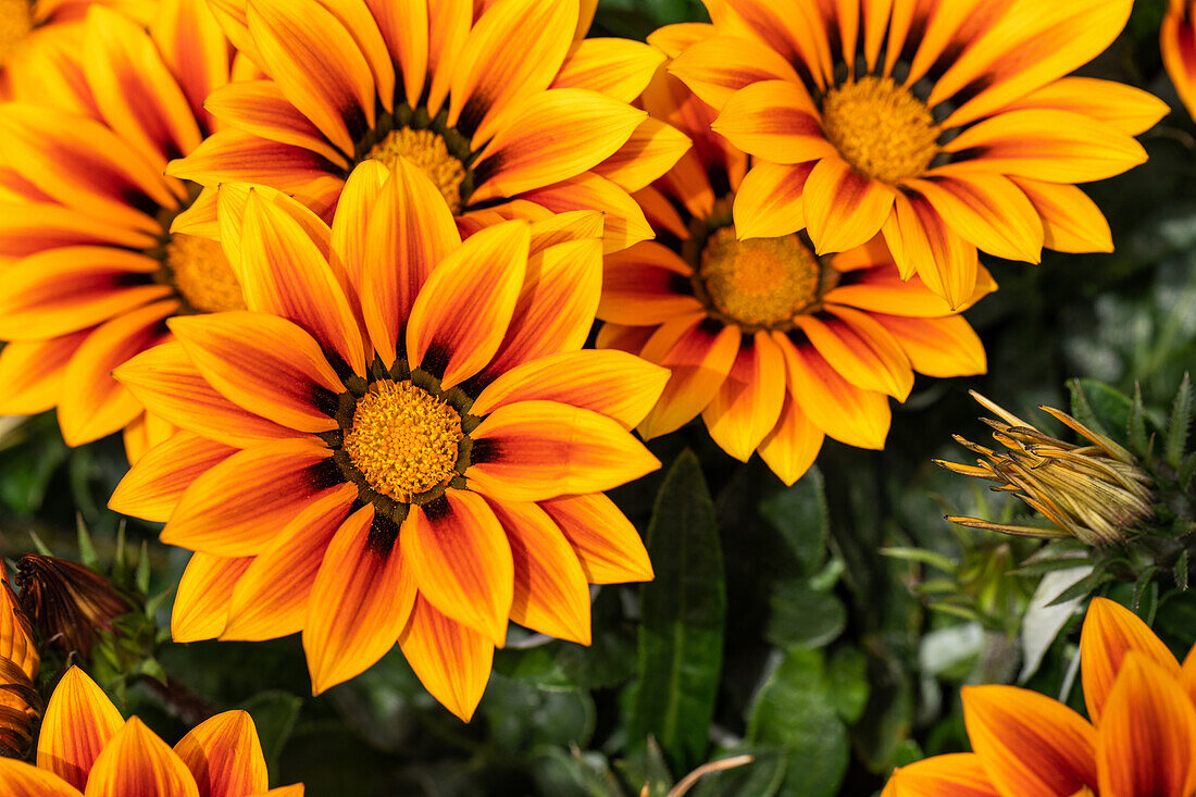 Gazania rigens, orange yellow