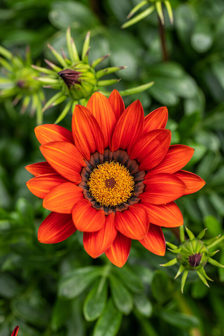 Gazania rigens, rot