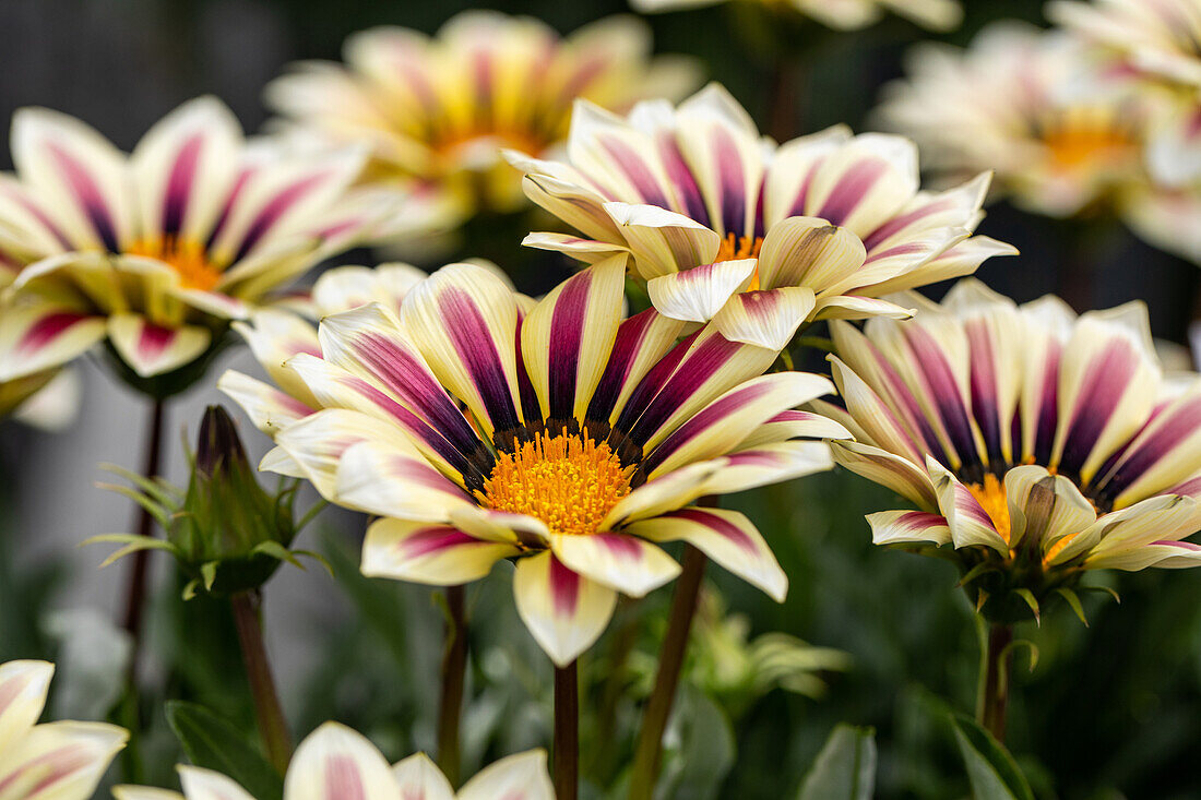 Gazania rigens, purpurrot-gelb