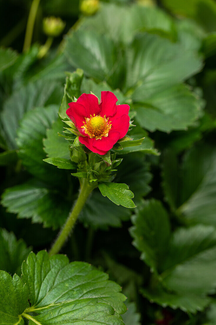 Fragaria x ananassa, rot