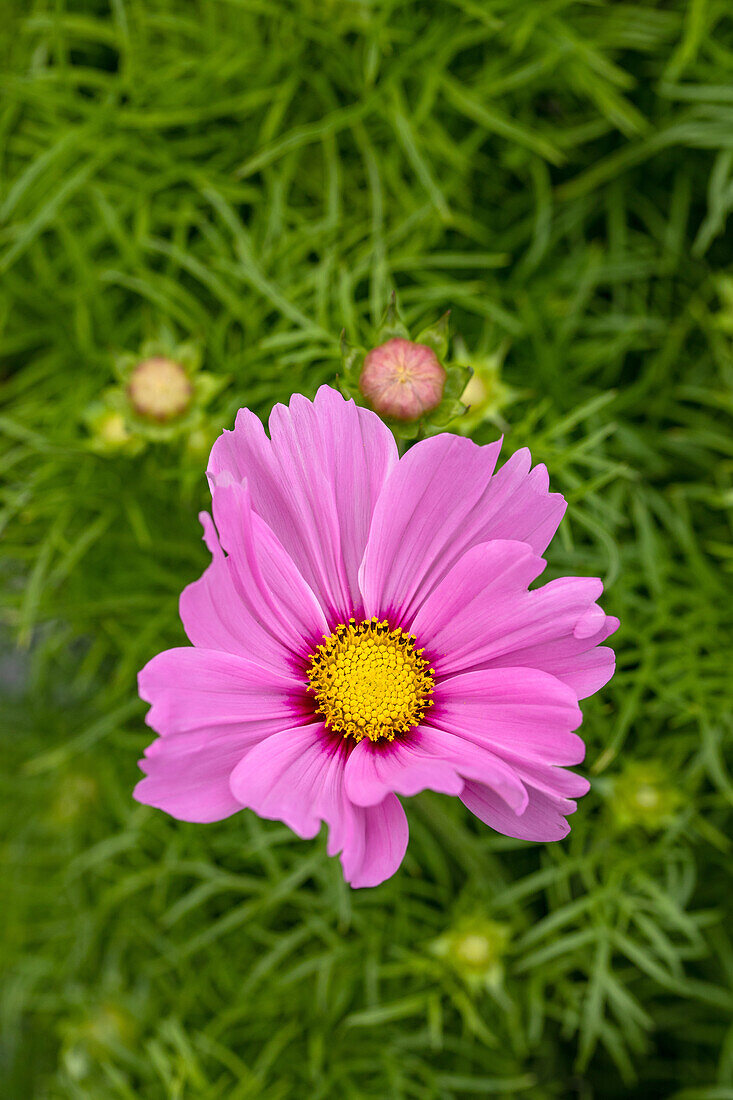 Cosmos bipinnatus, pink