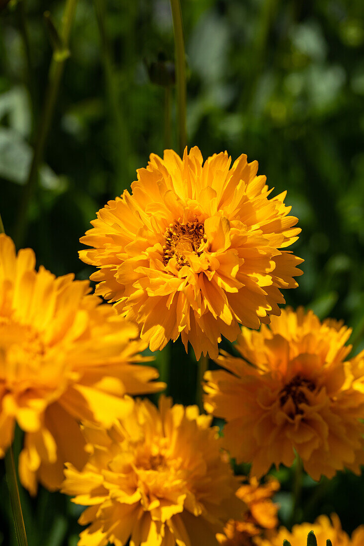 Coreopsis grandiflora, gefüllt