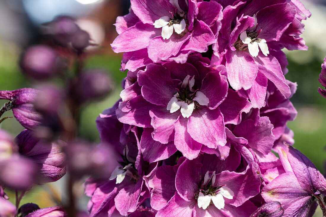 Delphinium x elatum, pink-white