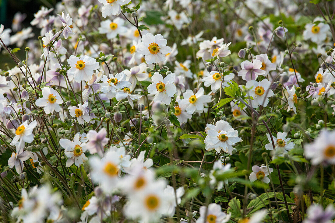 Anemone japonica Wild Swan