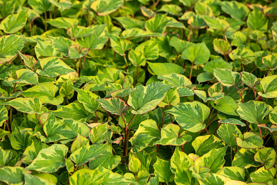 Houttuynia cordata 'Chameleon'