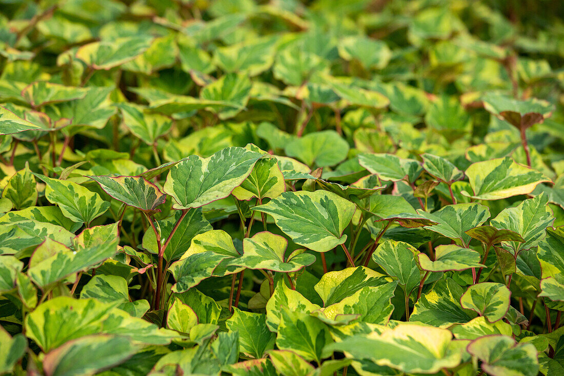 Houttuynia cordata 'Chameleon'