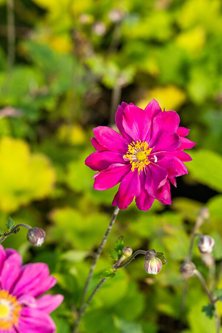 Anemone japonica 'Bressingham Glow'