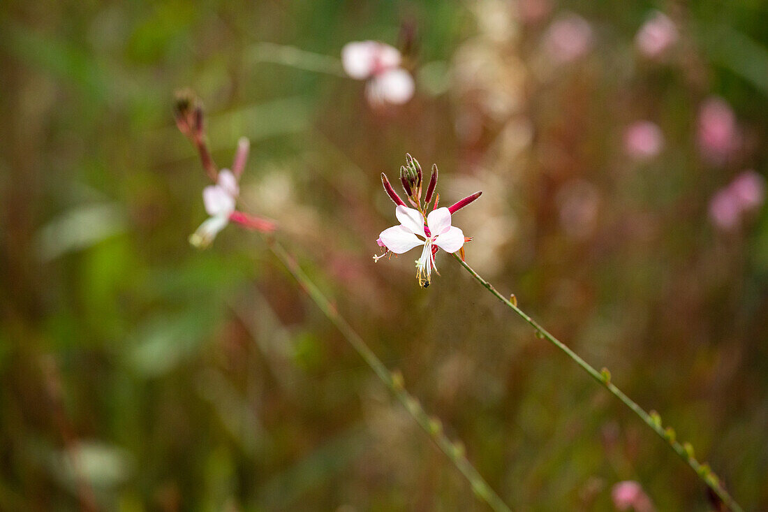 Gaura lindheimeri, weiß