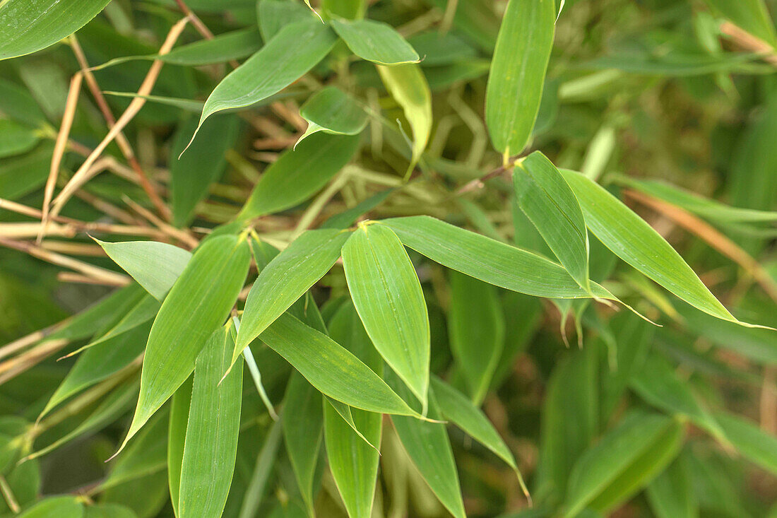 Fargesia murielae 'Blue Lizard'®(s)