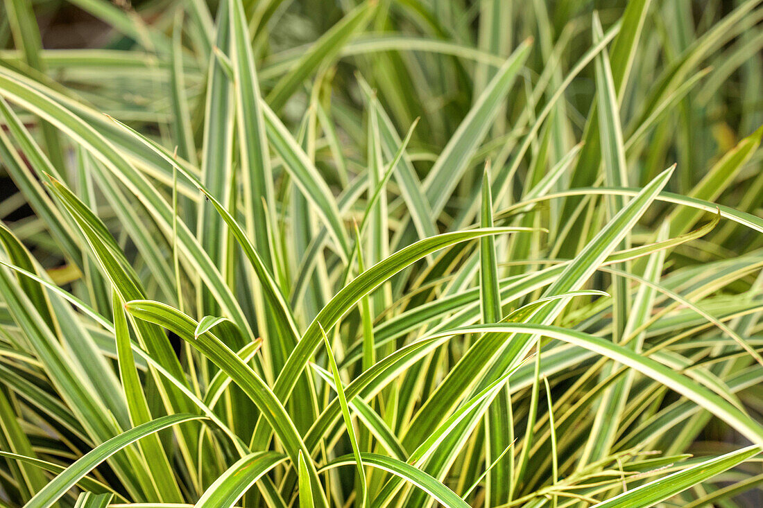 Carex morrowii ssp. foliosissima 'Icedance'