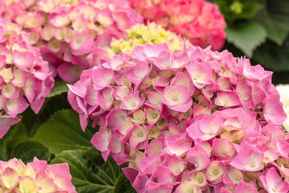 Hydrangea macrophylla 'Rosita