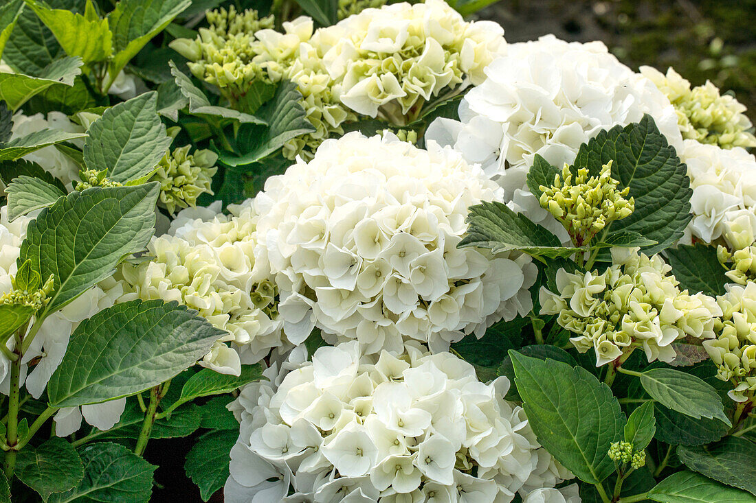 Hydrangea macrophylla 'Bianco'