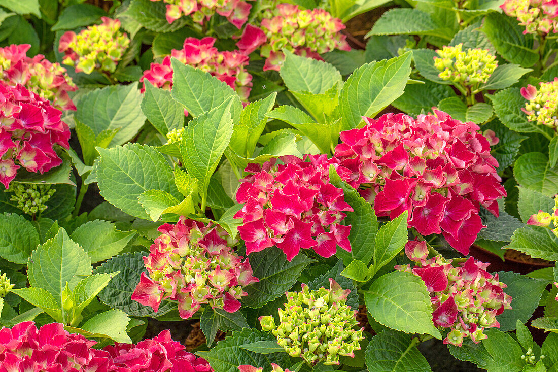 Hydrangea macrophylla 'Royal Red'