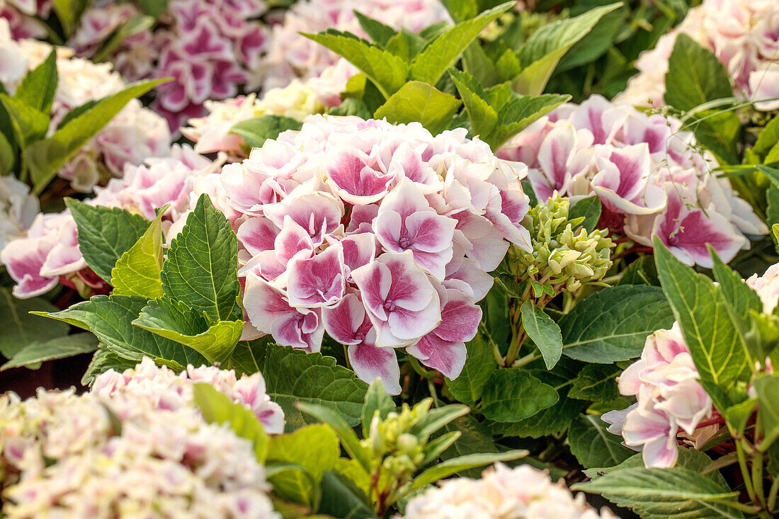 Hydrangea macrophylla Saxon® 'Candy Heart'