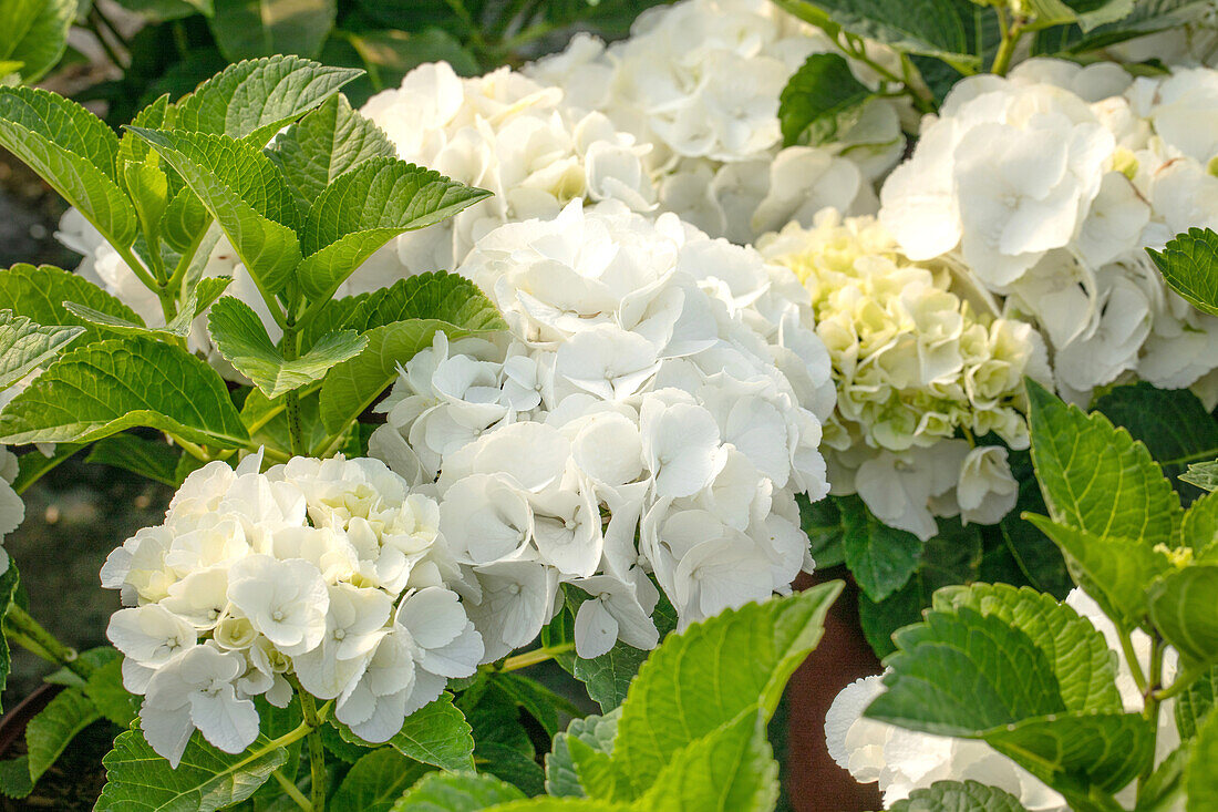 Hydrangea macrophylla 'Saxon Bright White'®