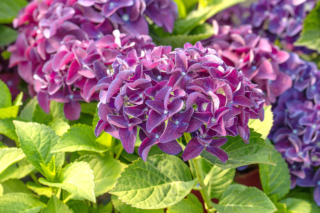 Hydrangea macrophylla, purpurviolett