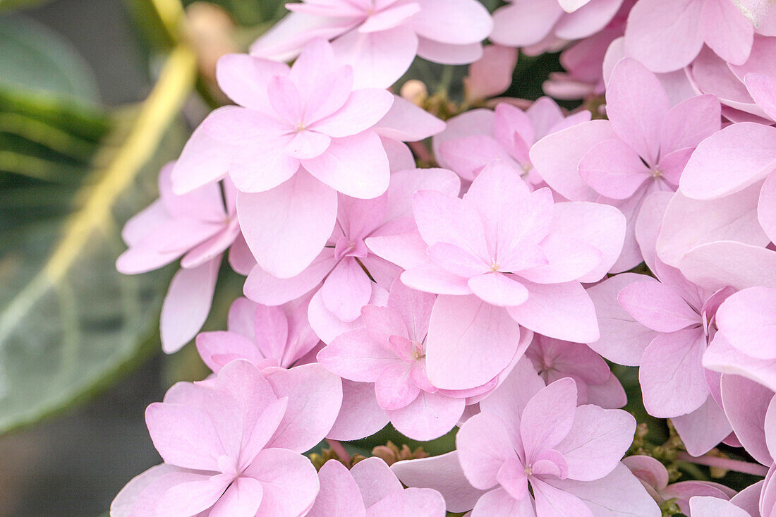 Hydrangea macrophylla You&Me Romance'®