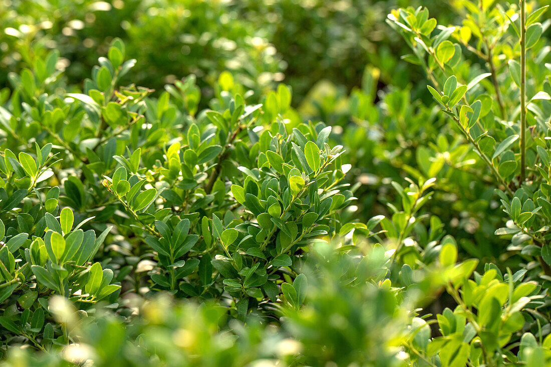 Ilex crenata 'Dark Green'®