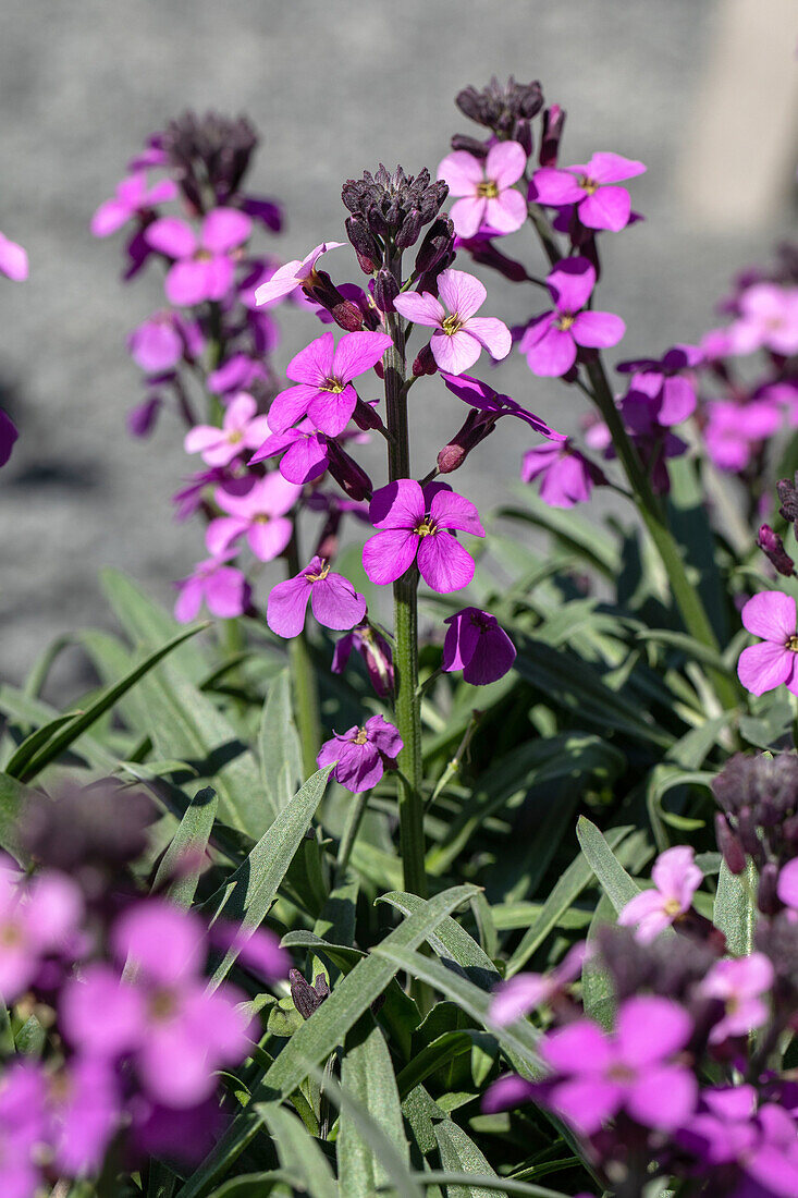 Erysimum linifolium, magenta