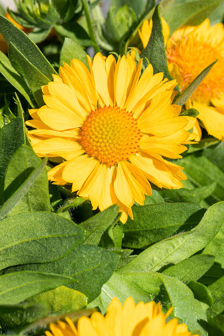 Gaillardia aristata, yellow