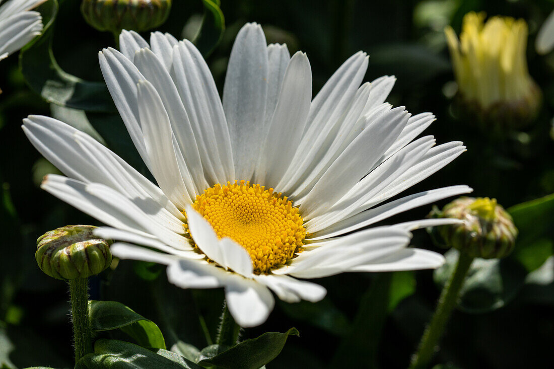 Leucanthemum maximum