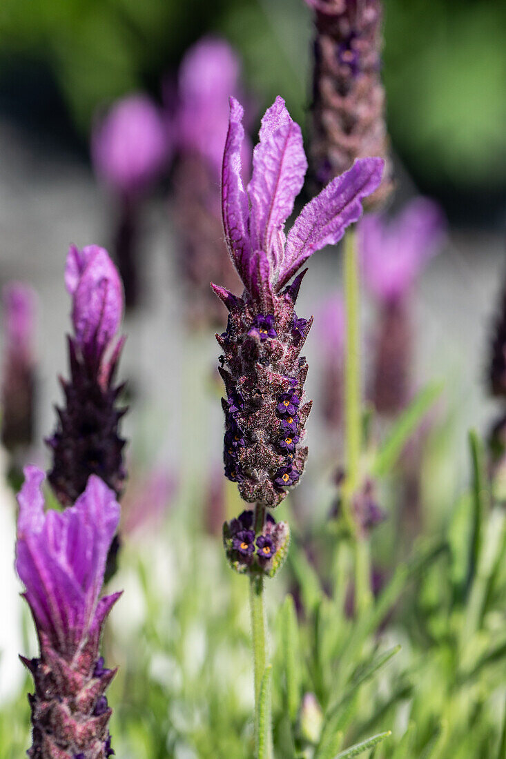 Lavandula stoechas