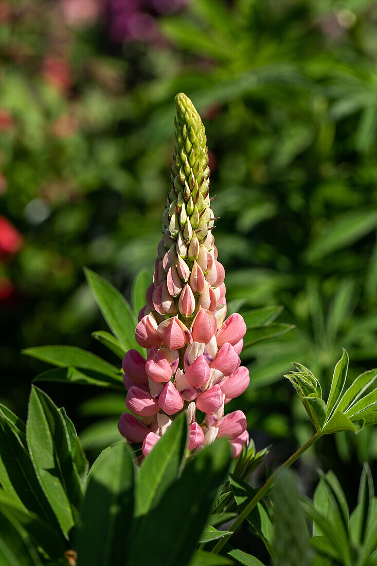 Lupinus polyphyllus, rosa