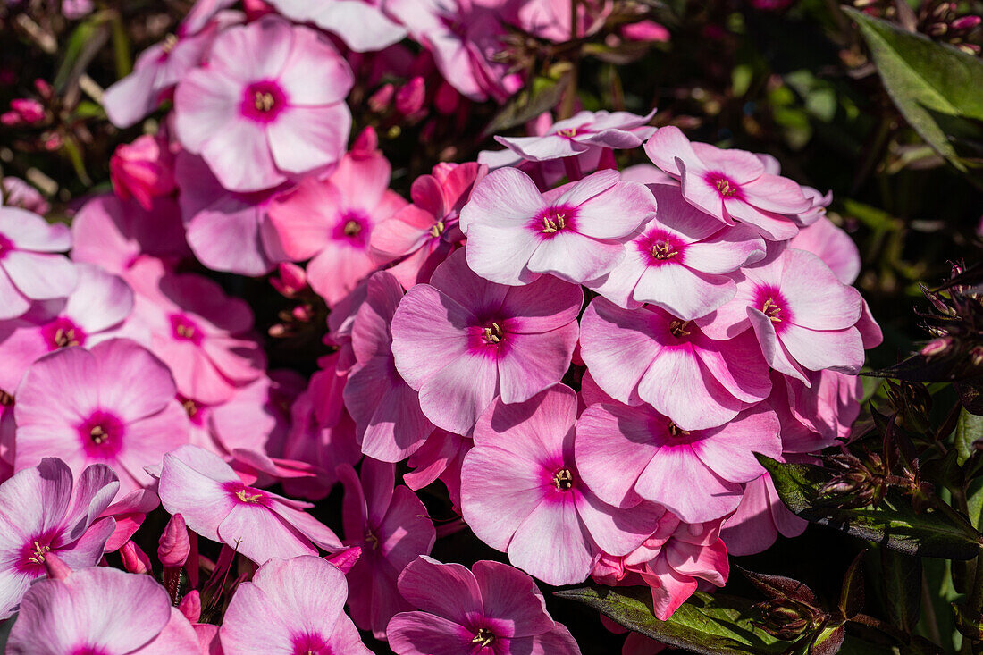 Phlox paniculata pink