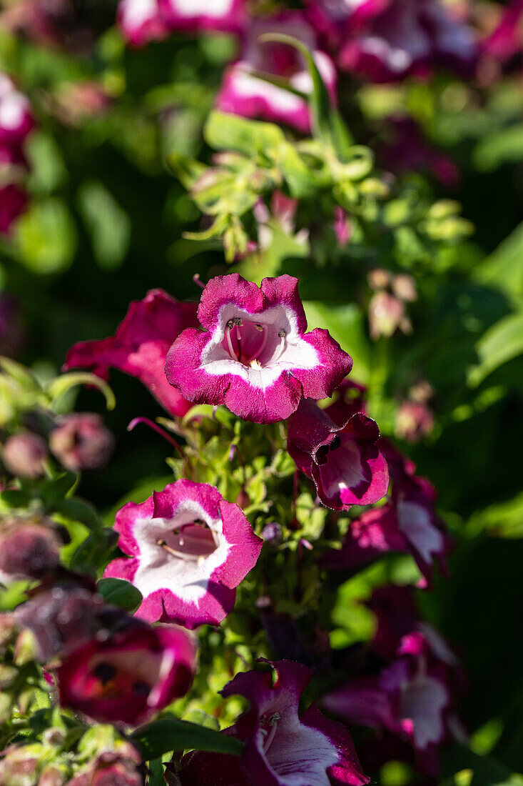 Penstemon hartwegii, weiß-rot