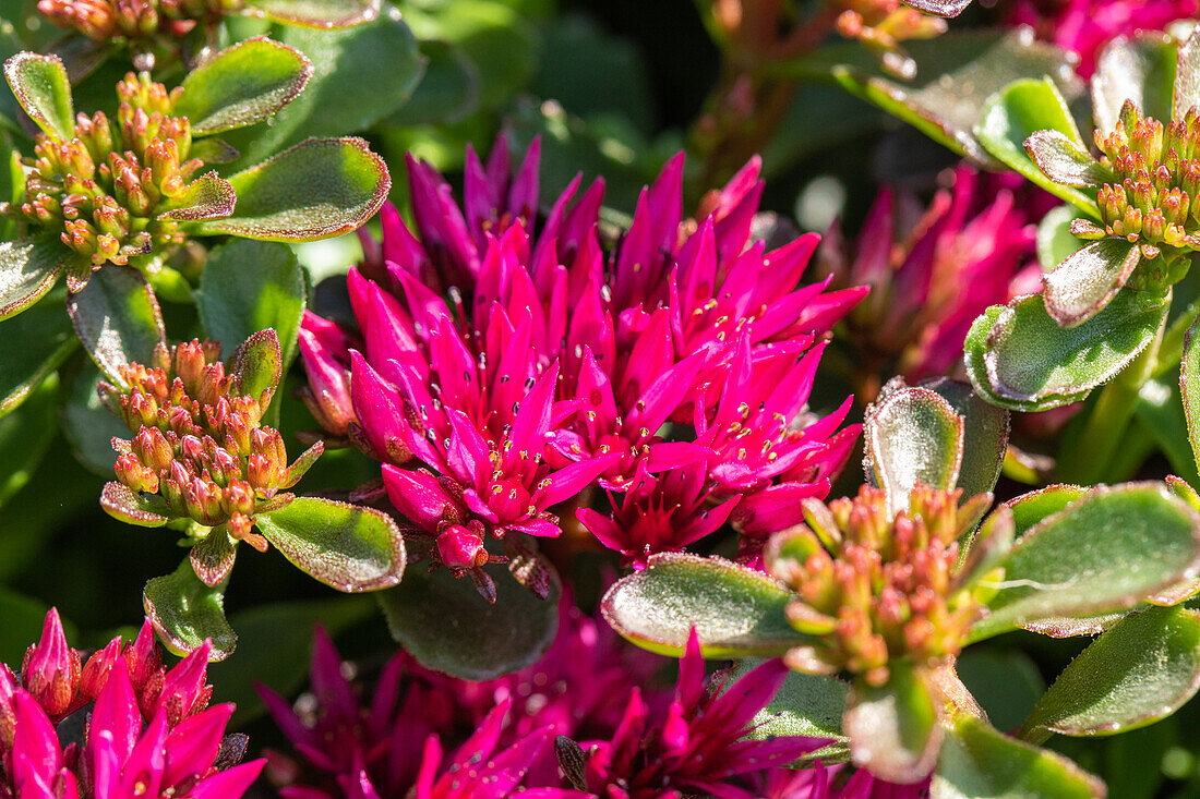 Sedum spurium 