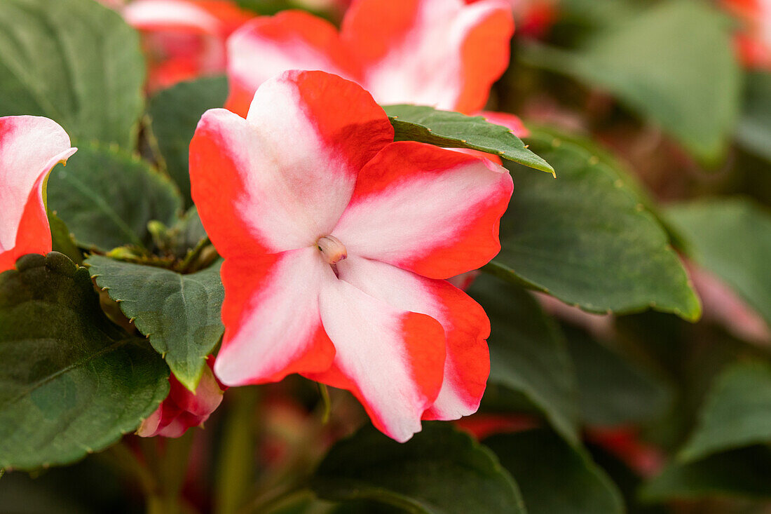 Impatiens walleriana, orange-weiß