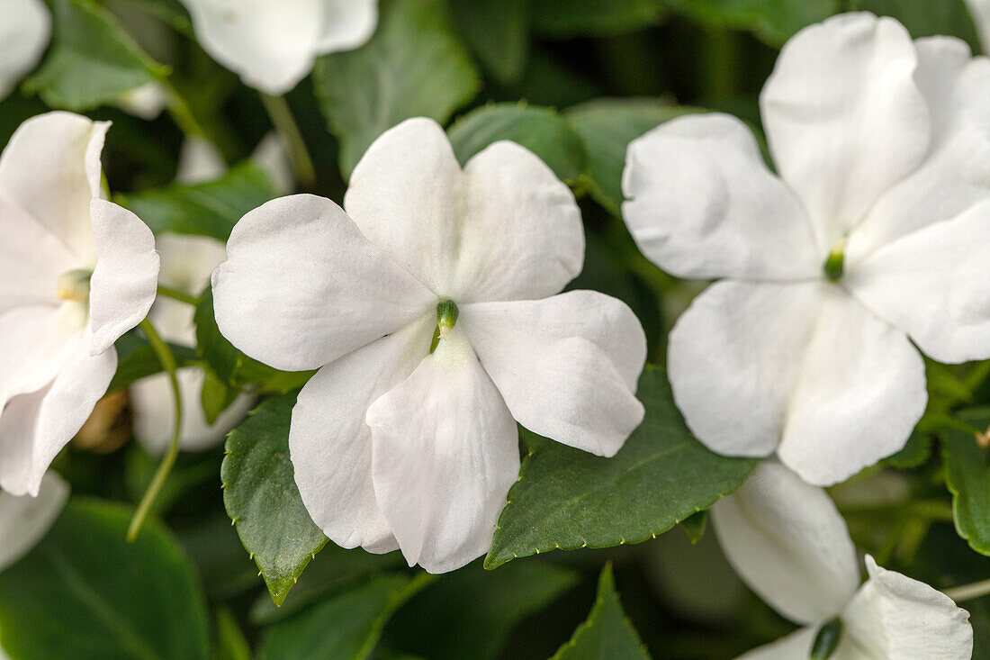 Impatiens walleriana, weiß