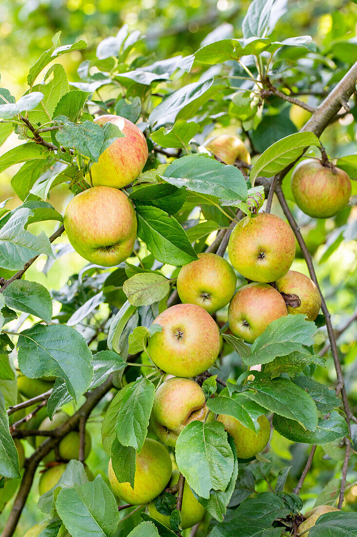 Malus 'Uphuser Tietjenapple