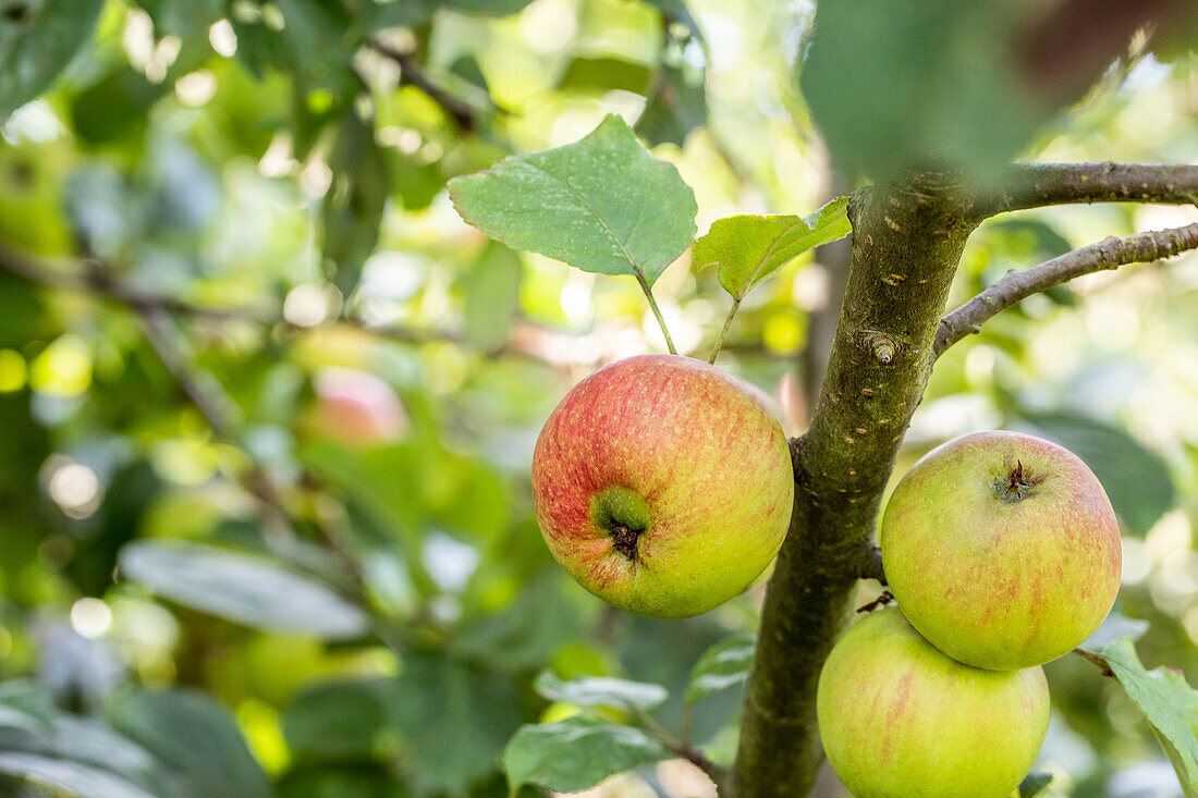 Malus 'Uphuser Tietjenapfel' (Uphuser Tietjen apple)