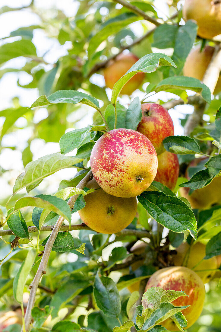 Malus domestica 'Hadelner Rotfranch' (Hadelner red franc)