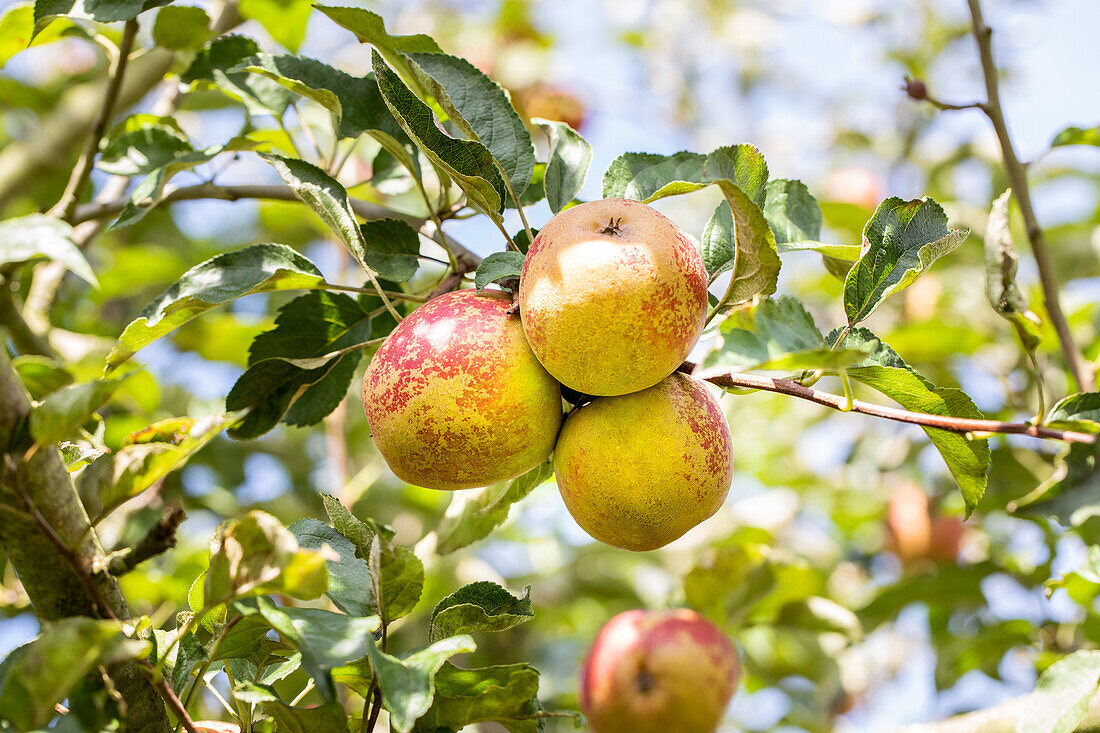 Malus domestica 'Hadelner Rotfranch' (Hadelner red franc)